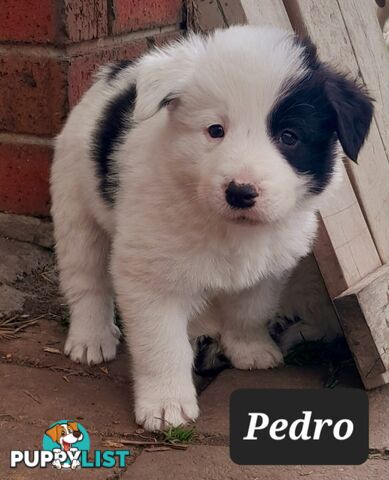 Border Collie Puppies