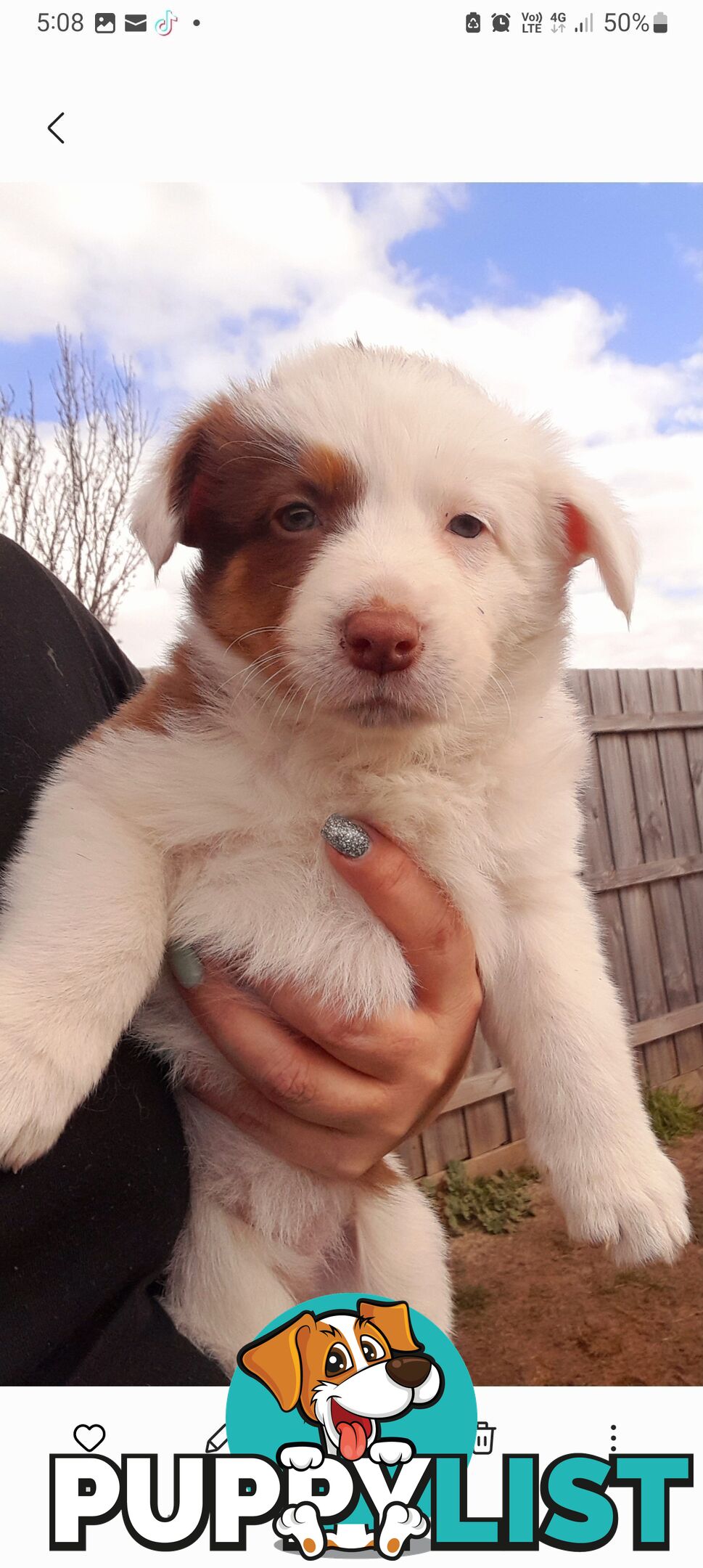 Border Collie Puppies