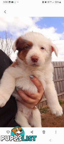 Border Collie Puppies