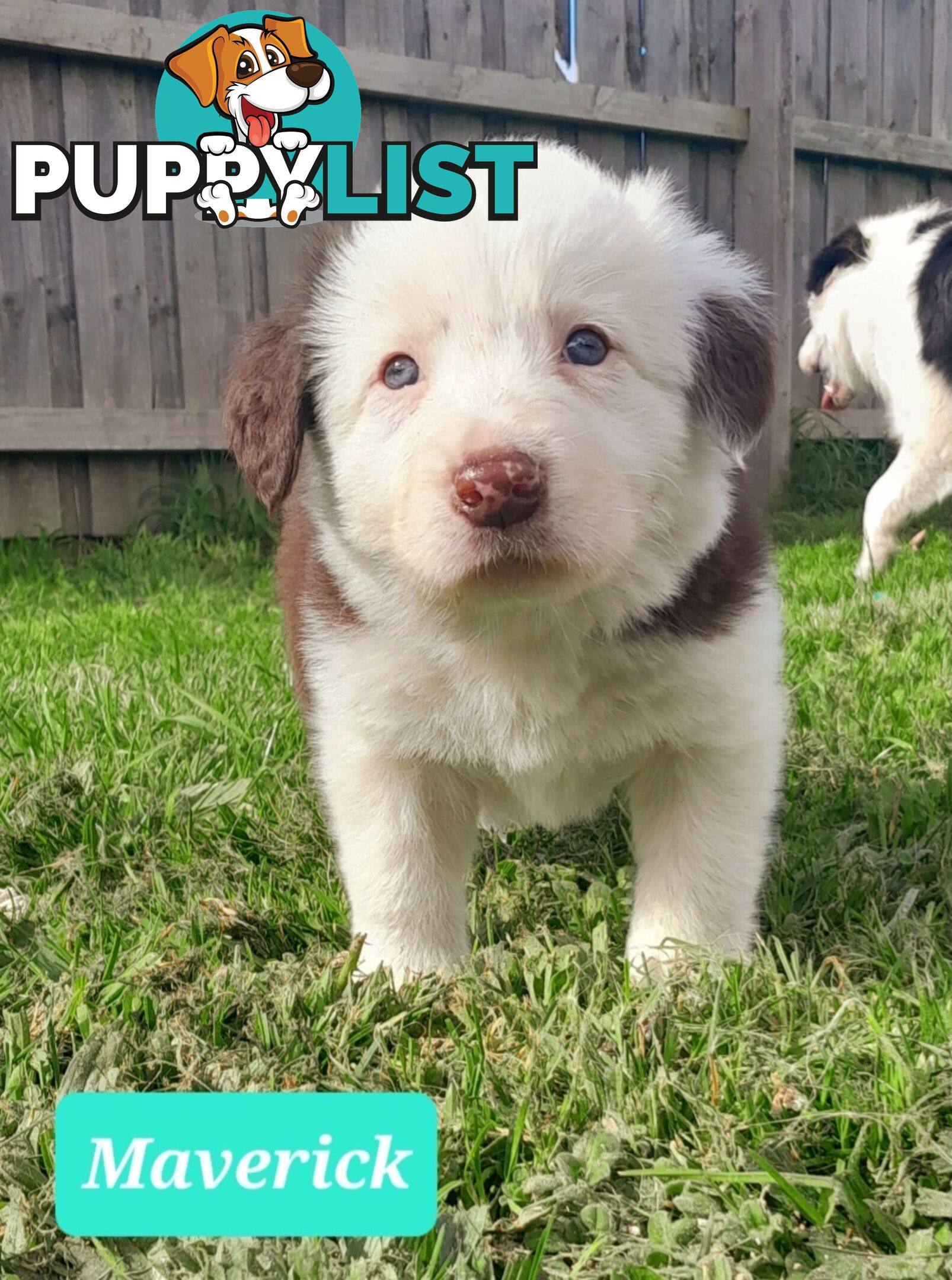 Border Collie Puppies