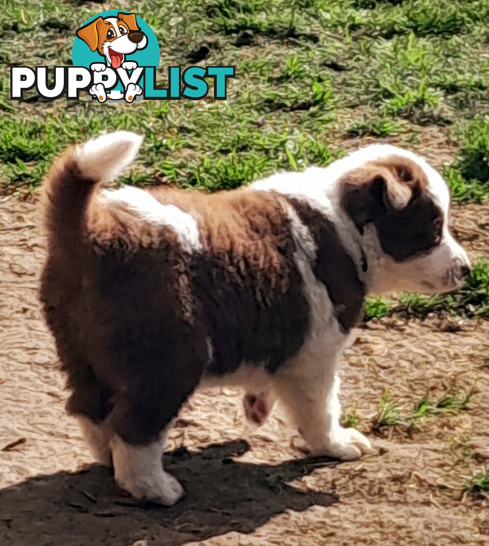 Border Collie Puppies