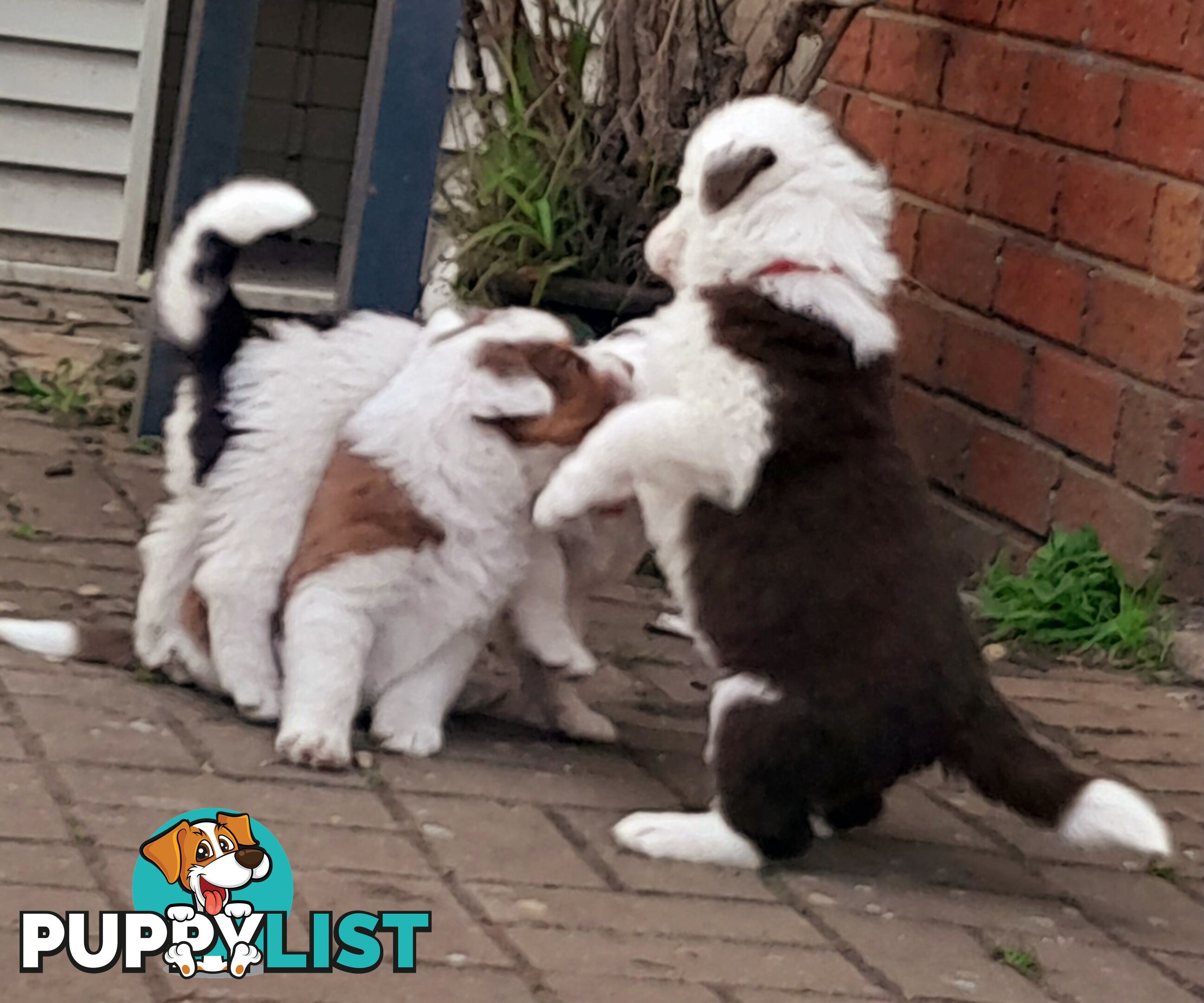 Border Collie Puppies