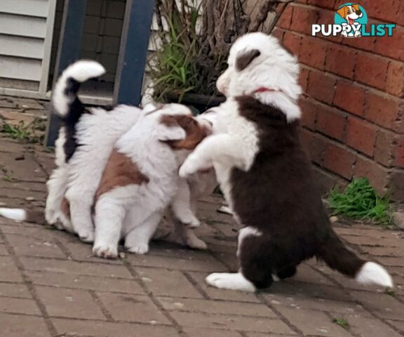 Border Collie Puppies