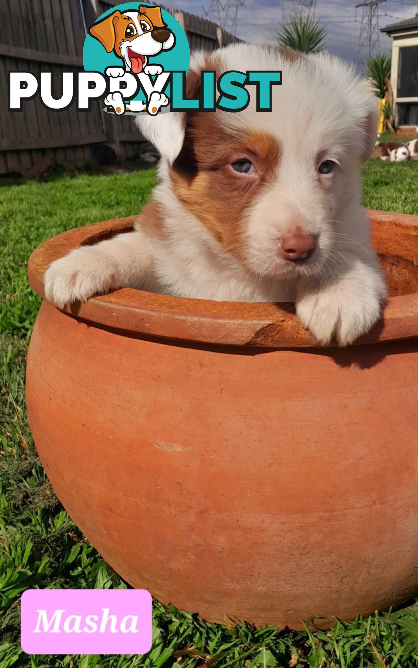 Border Collie Puppies