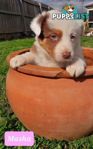 Border Collie Puppies