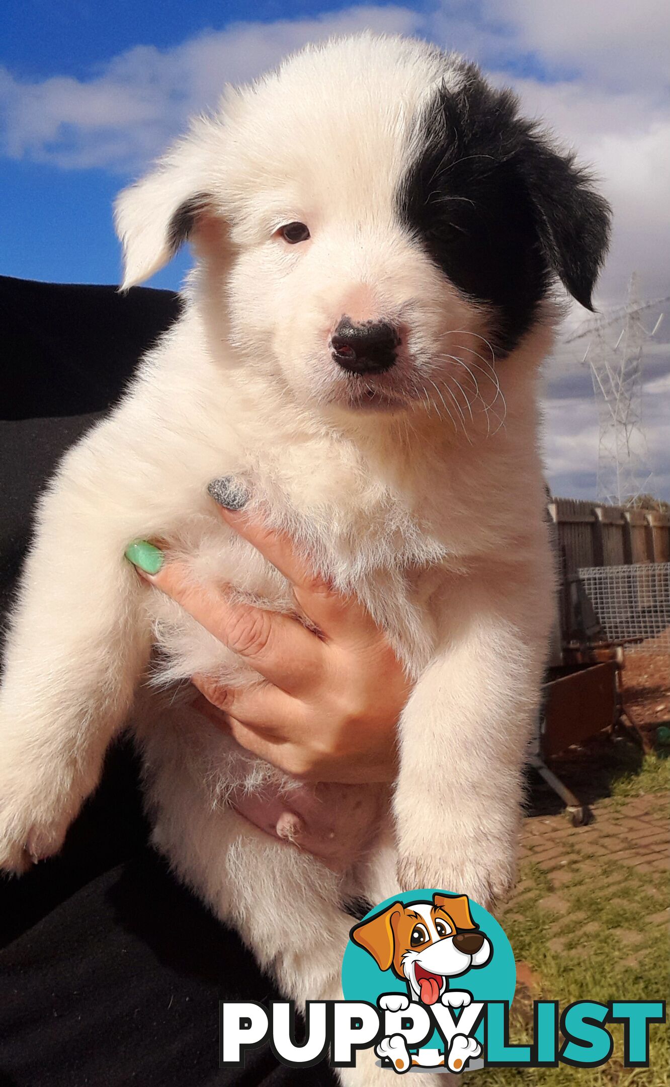 Border Collie Puppies