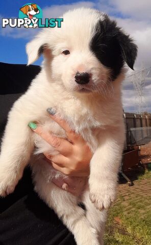 Border Collie Puppies