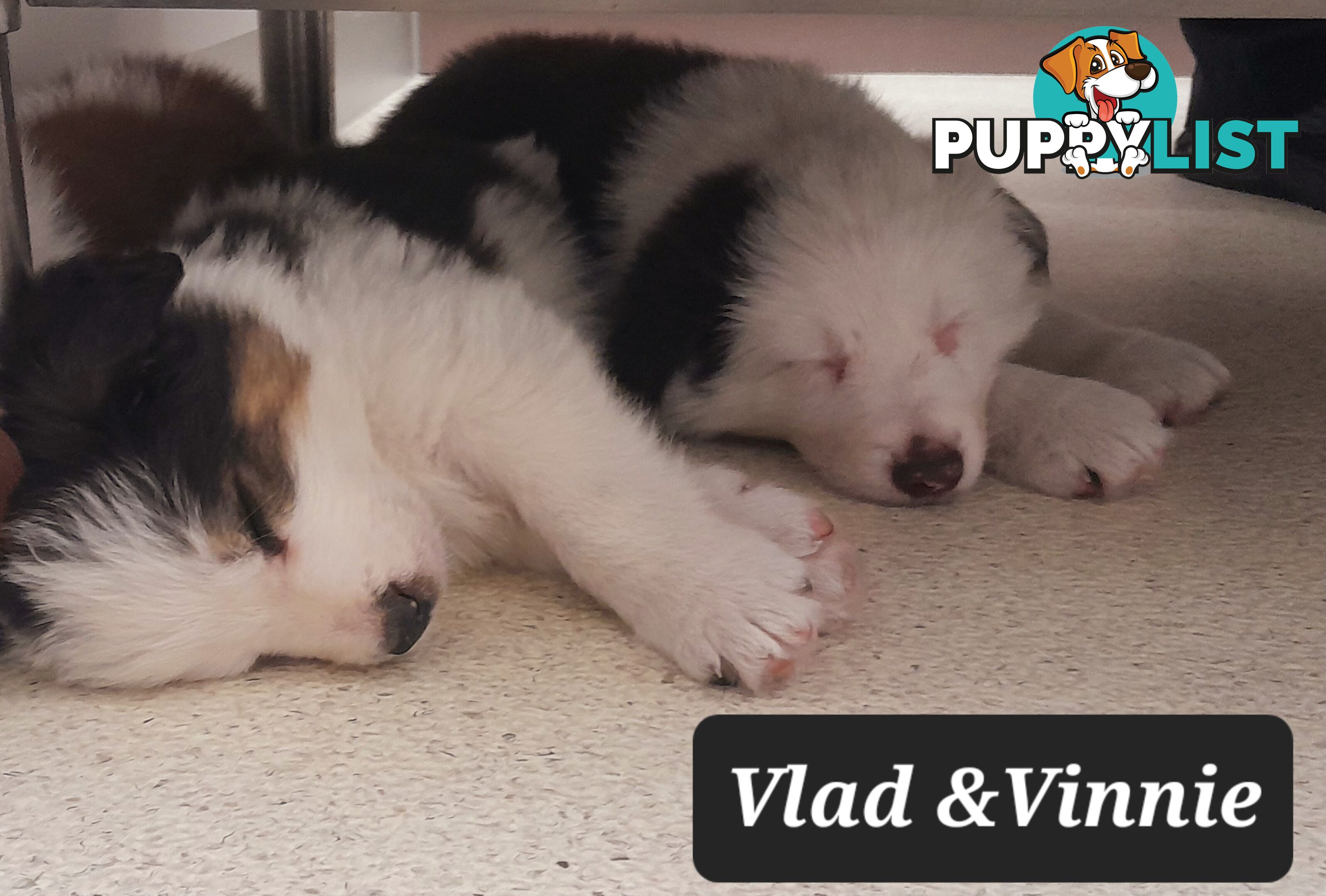 Border Collie Puppies