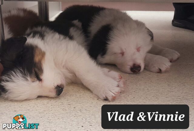 Border Collie Puppies