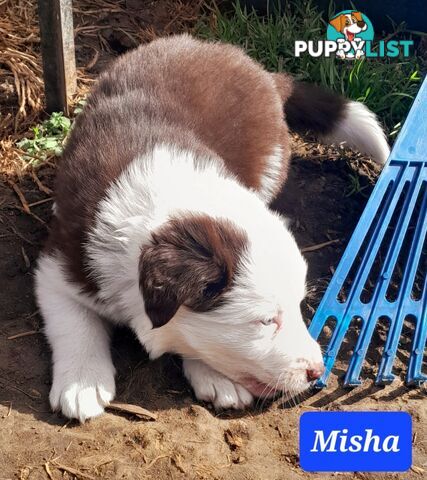 Border Collie Puppies