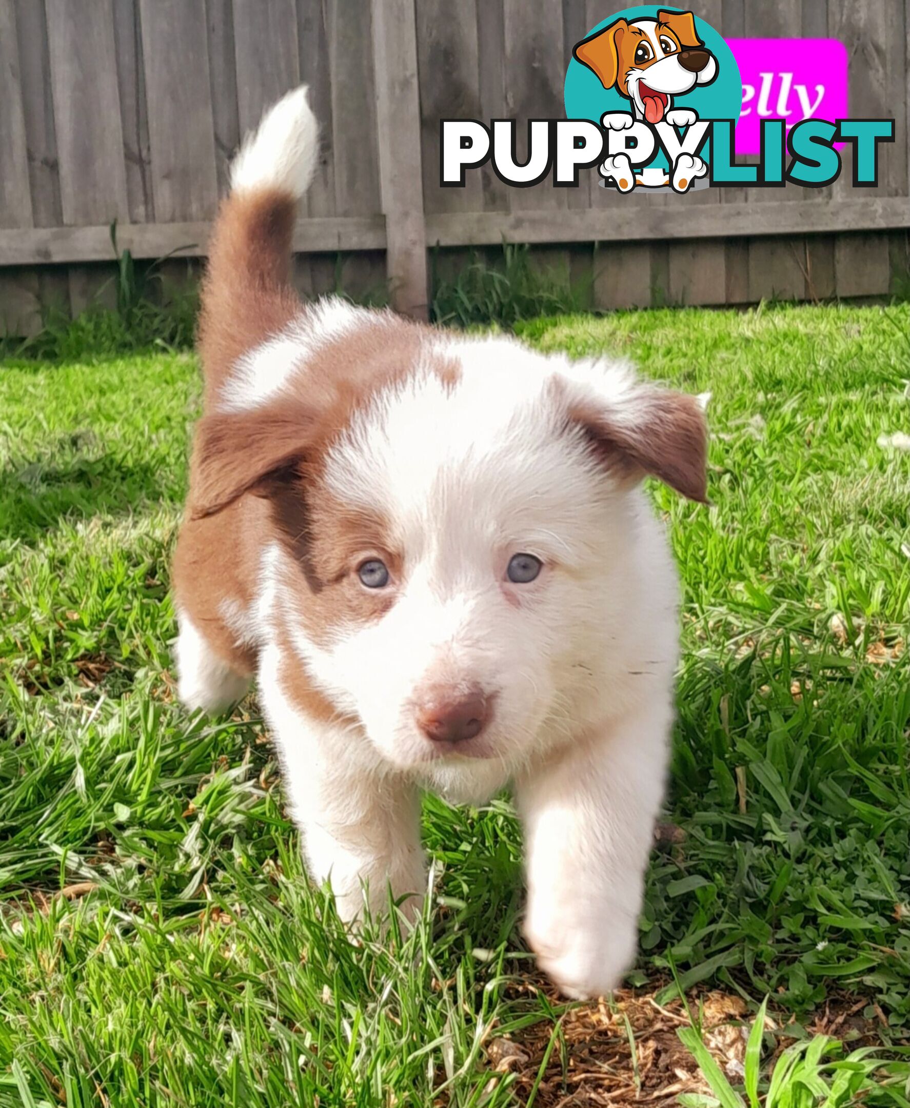 Border Collie Puppies