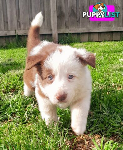 Border Collie Puppies