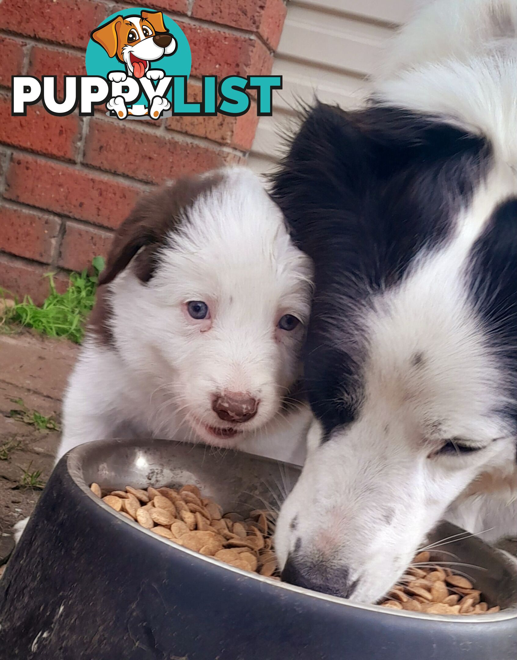 Border Collie Puppies