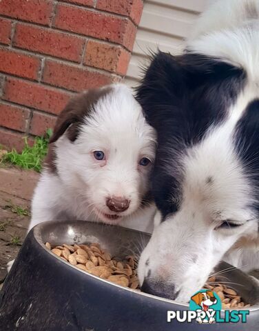 Border Collie Puppies