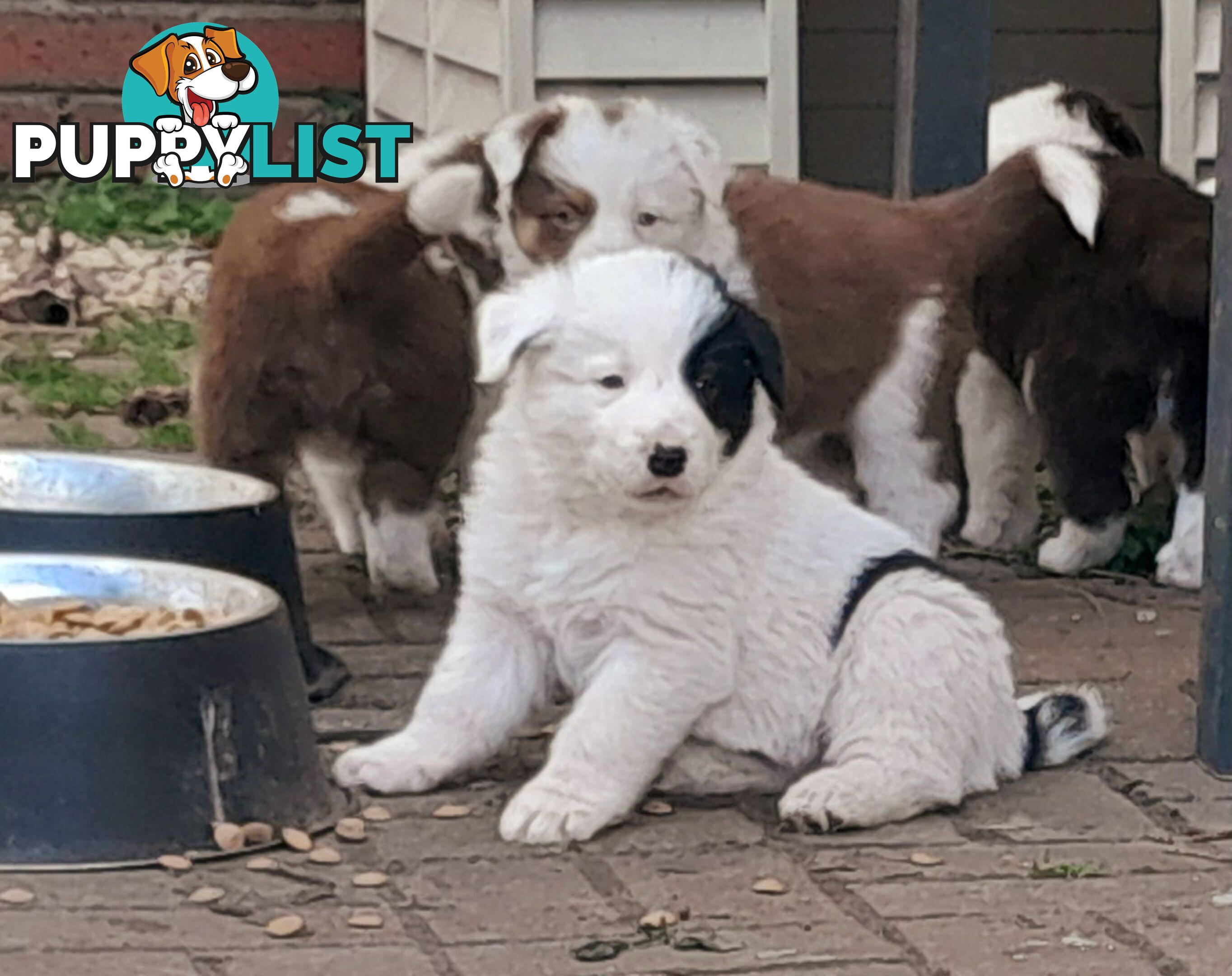 Border Collie Puppies