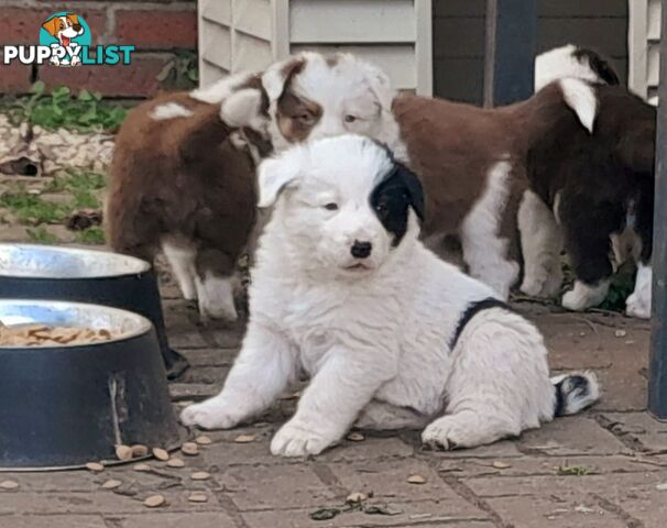 Border Collie Puppies