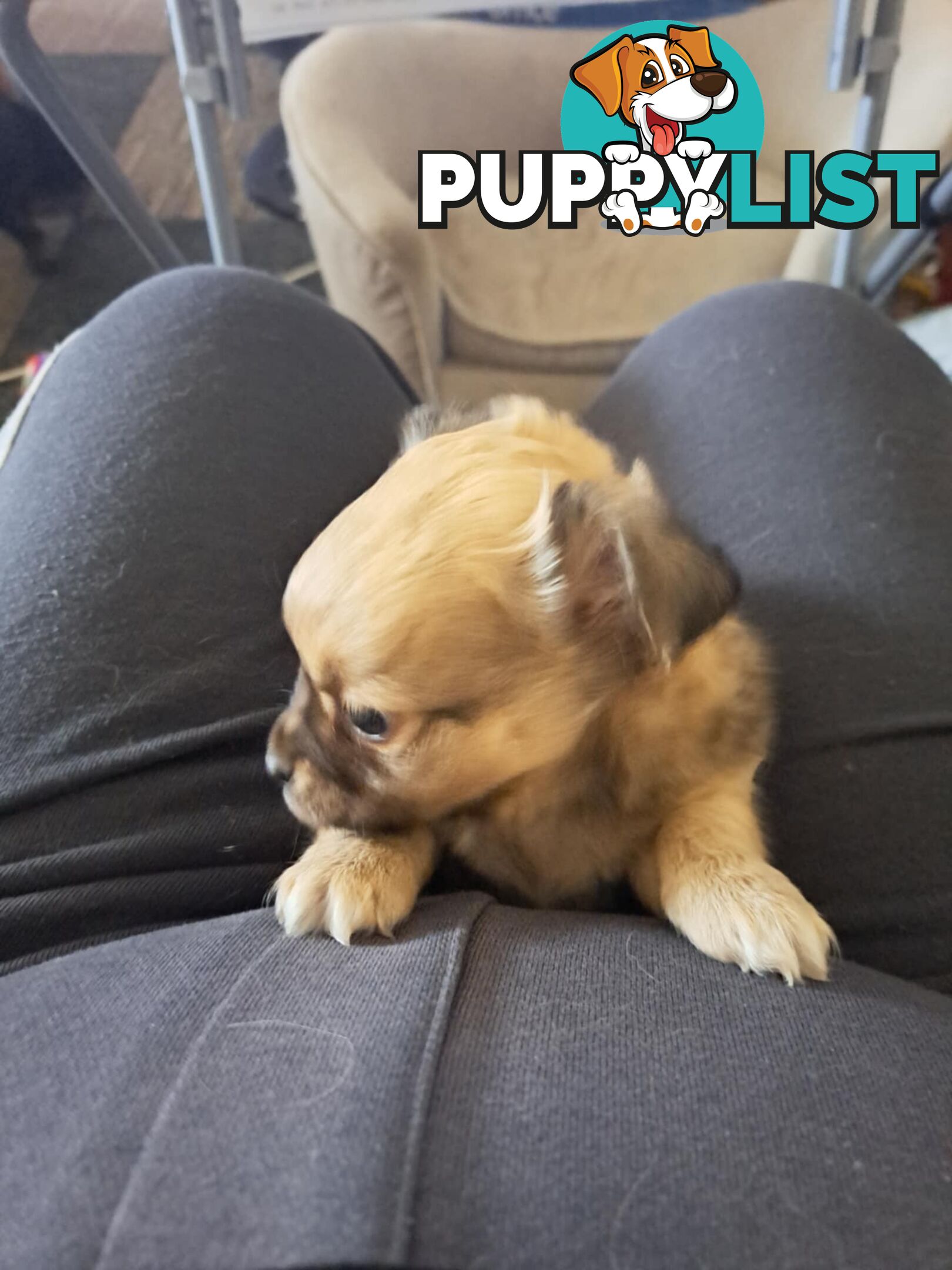 purebreed   chihuahua pups