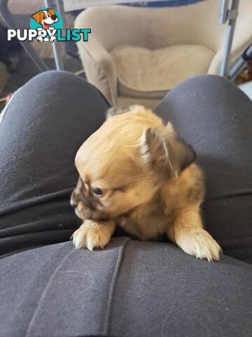 purebreed   chihuahua pups