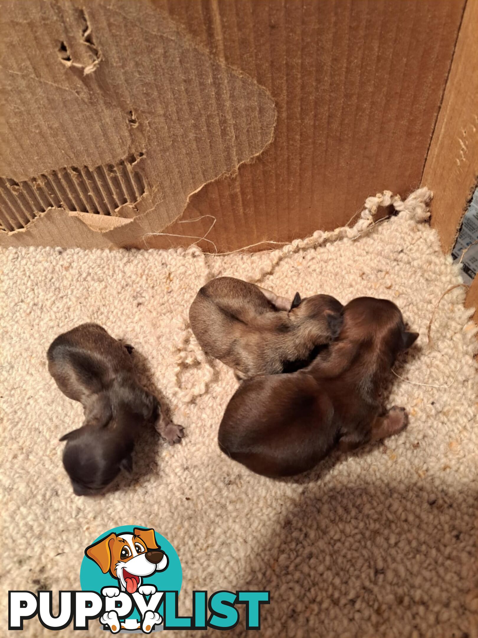 purebreed   chihuahua pups