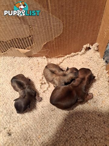 purebreed   chihuahua pups