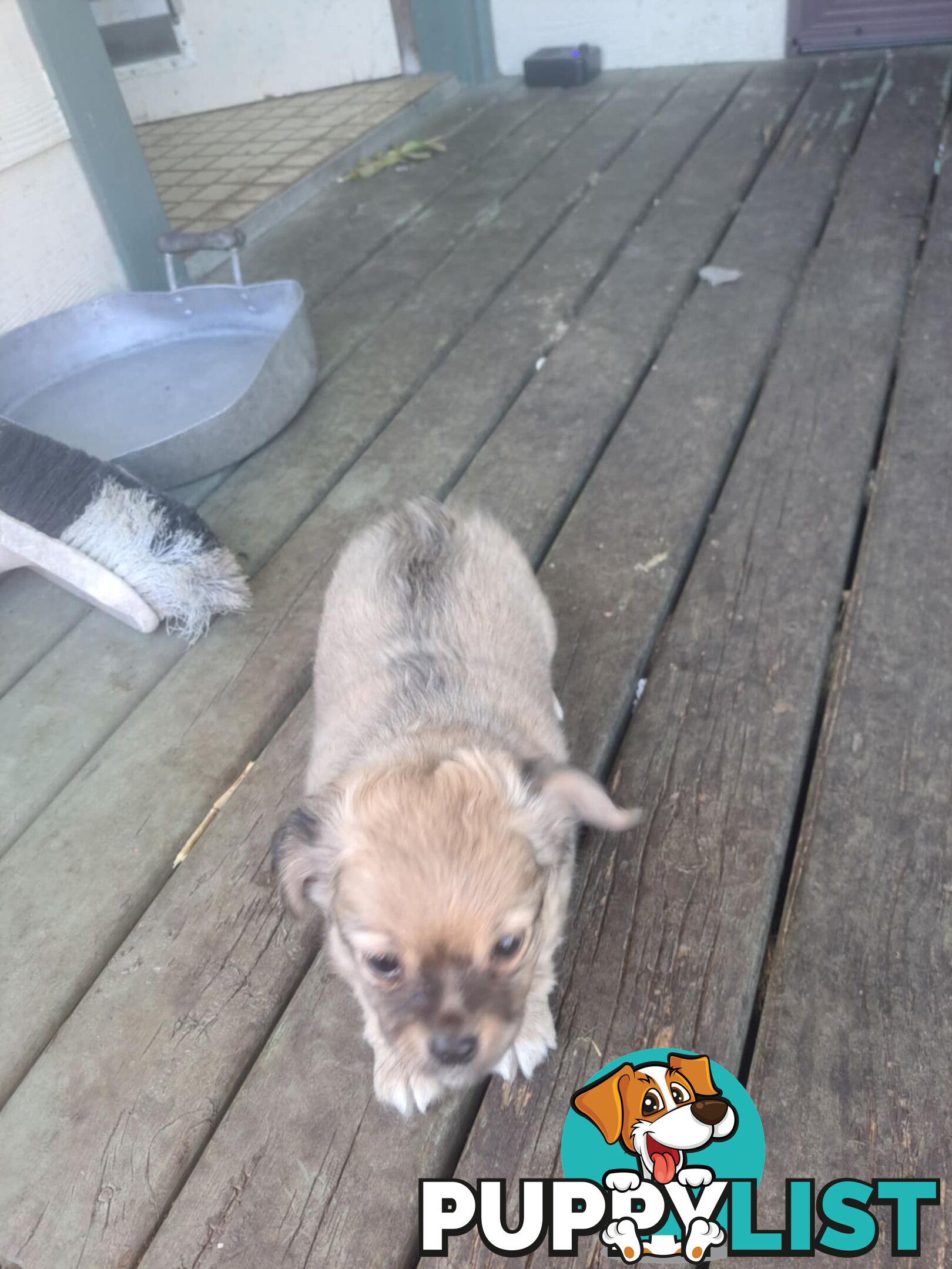 purebreed   chihuahua pups