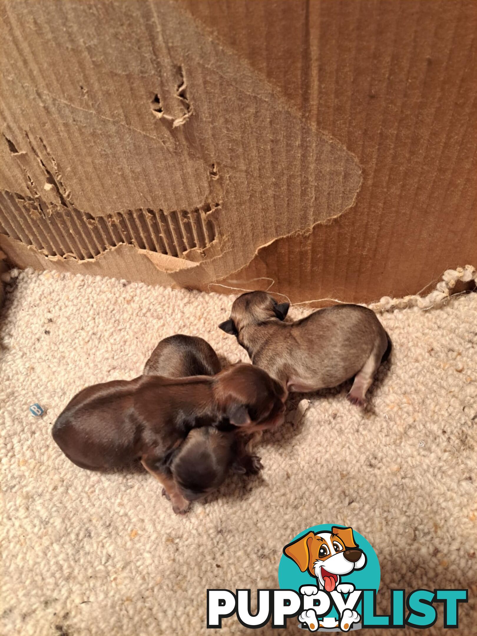 purebreed   chihuahua pups