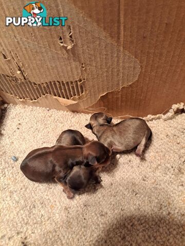 purebreed   chihuahua pups