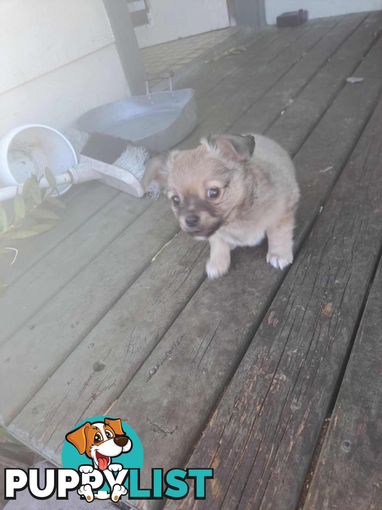 purebreed   chihuahua pups