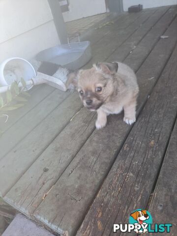 purebreed   chihuahua pups