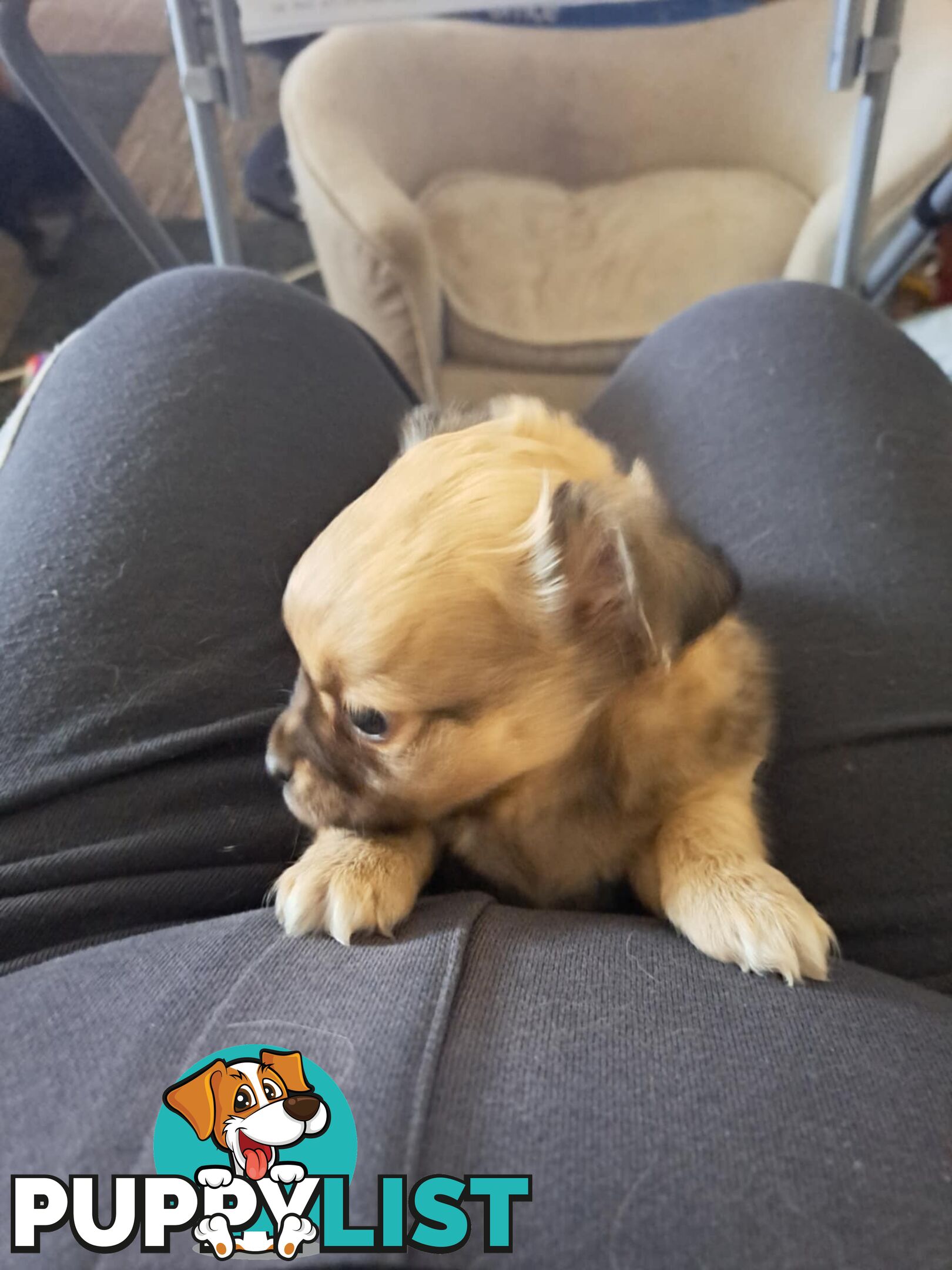 purebreed  longcoat chihuahua pups