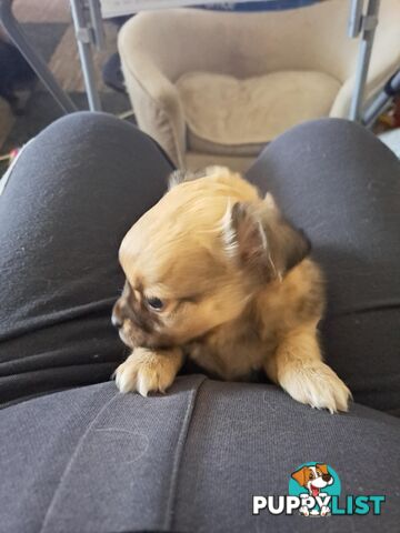 purebreed  longcoat chihuahua pups