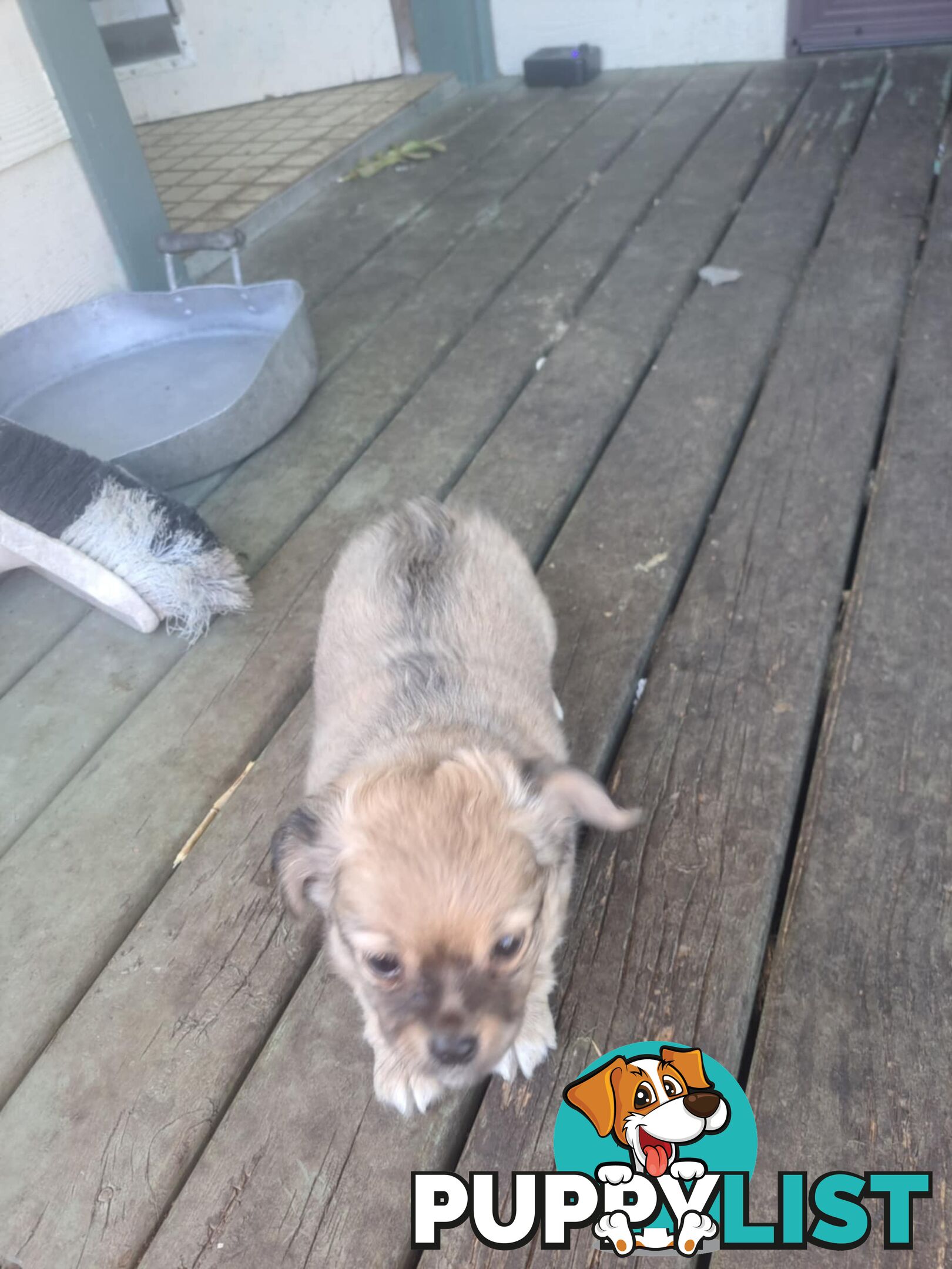 purebreed  longcoat chihuahua pups