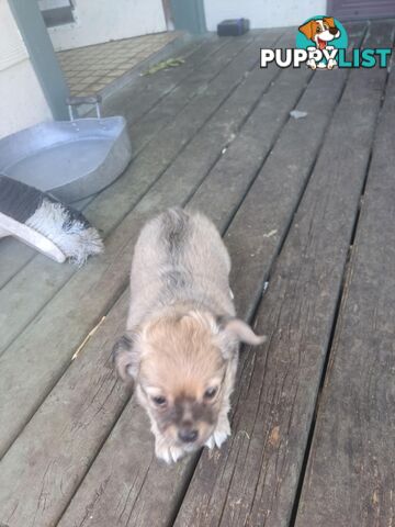 purebreed  longcoat chihuahua pups