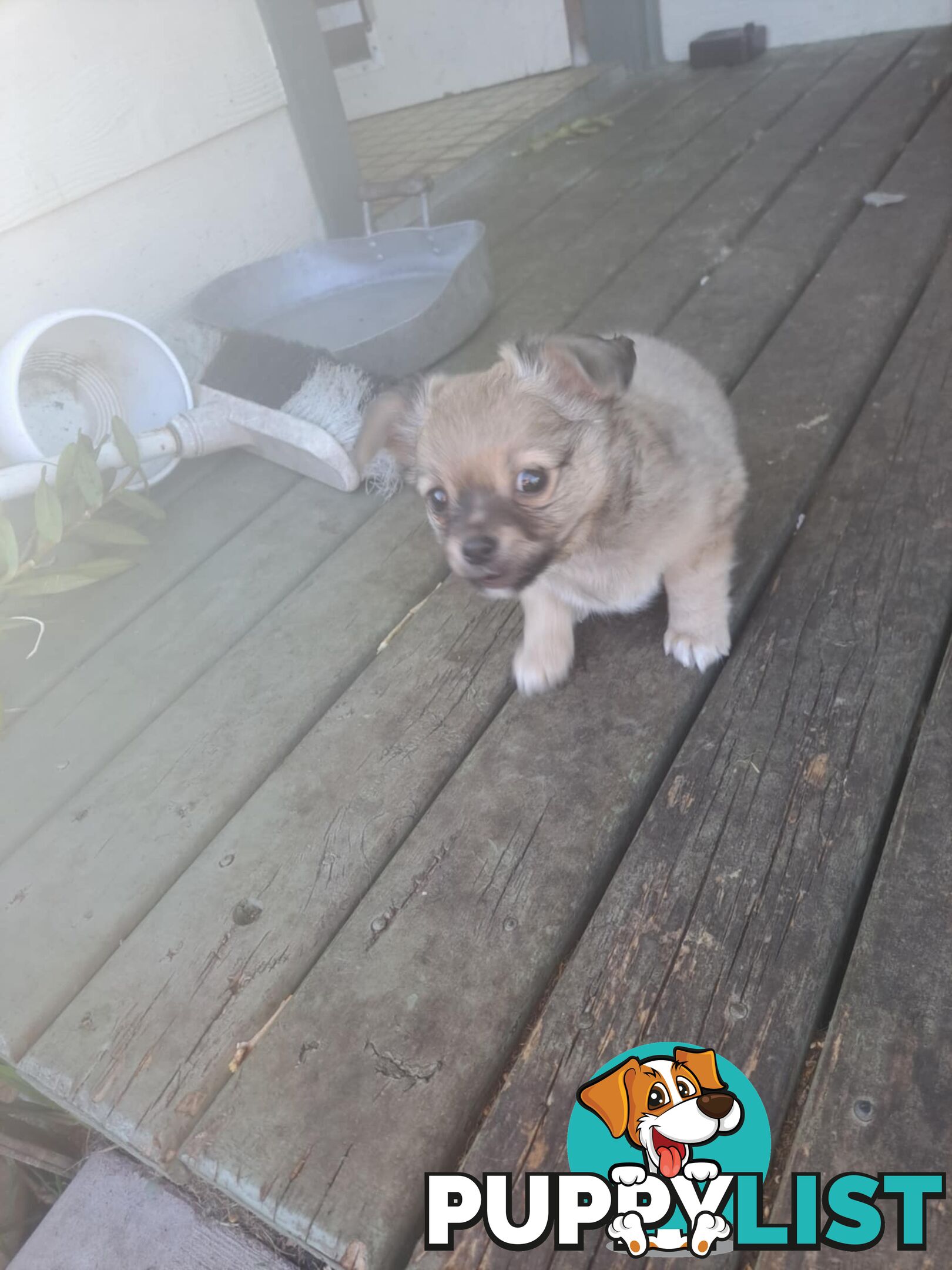 purebreed  longcoat chihuahua pups