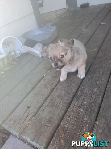 purebreed  longcoat chihuahua pups