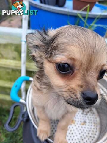 pure chihuahua pup