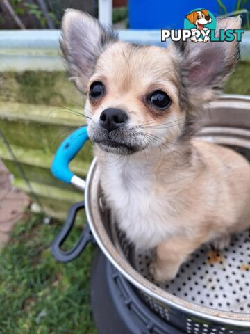 pure chihuahua pup