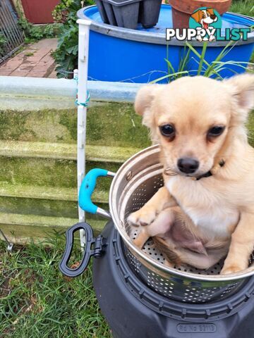 pure chihuahua pup