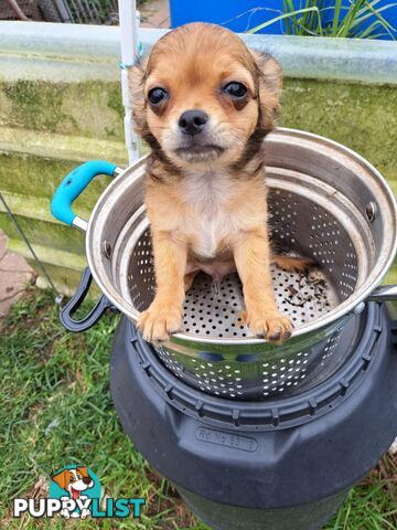 pure chihuahua pup