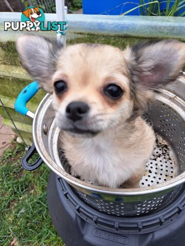 pure chihuahua pup