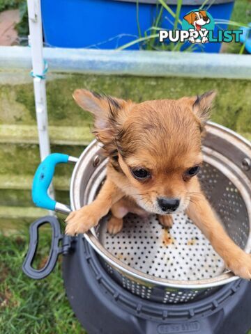 pure chihuahua pup