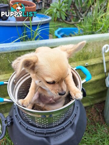 pure chihuahua pup