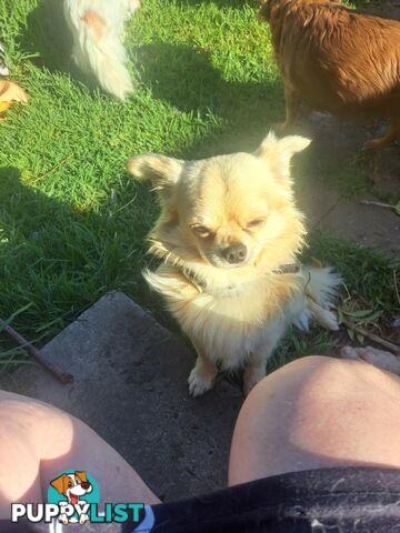 pure chihuahua pup