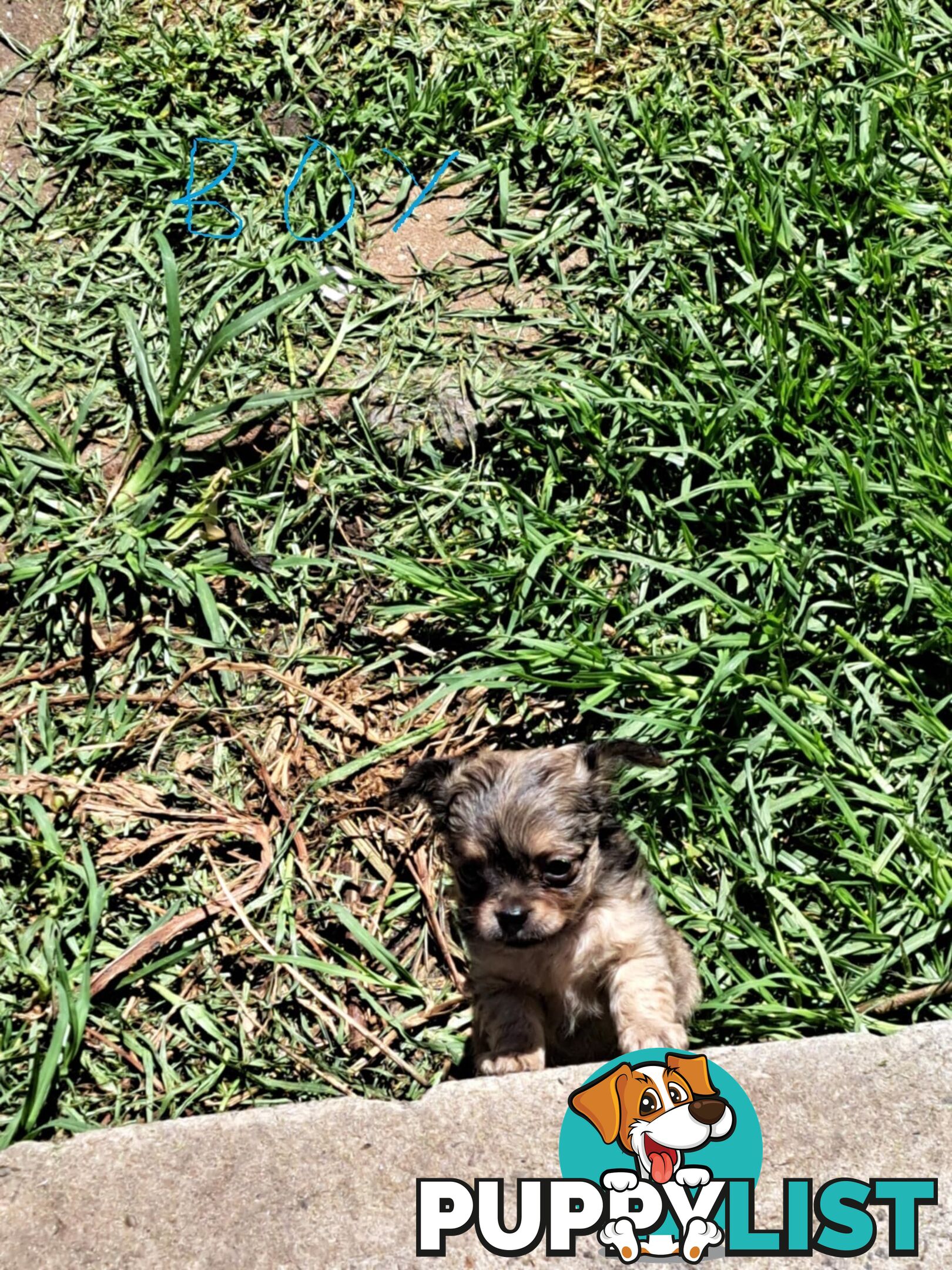 purebreed   chihuahua pups