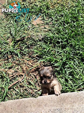 purebreed   chihuahua pups