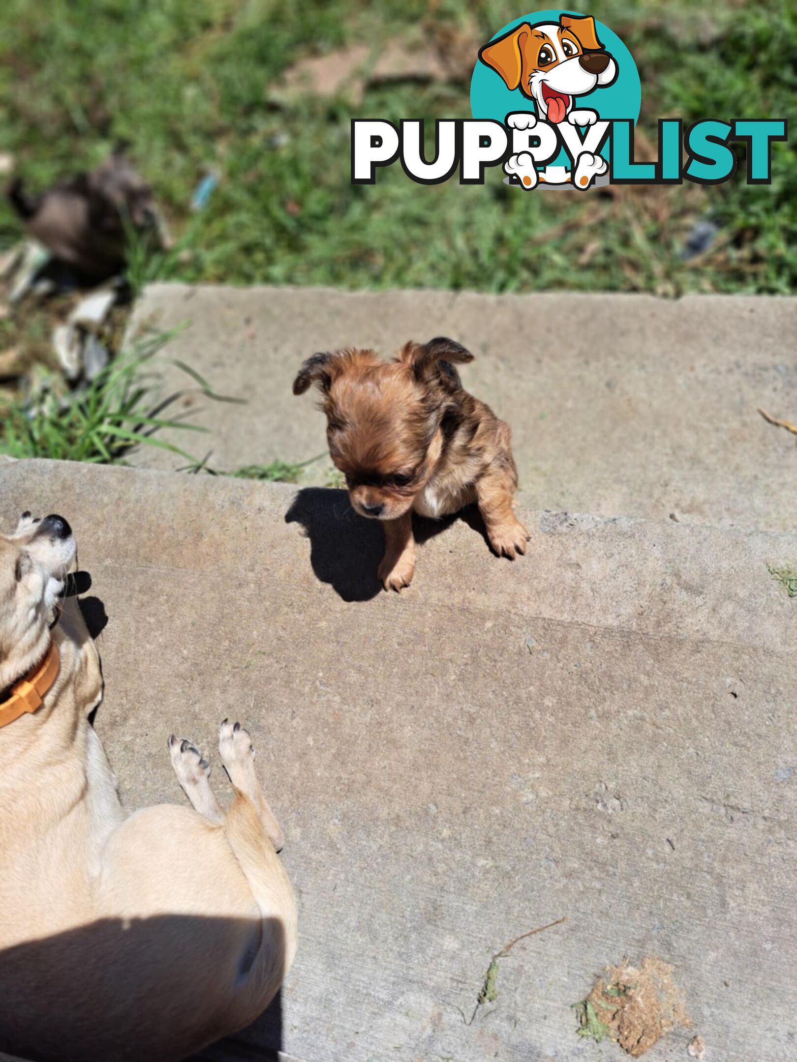 purebreed   chihuahua pups