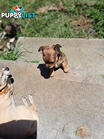 purebreed   chihuahua pups