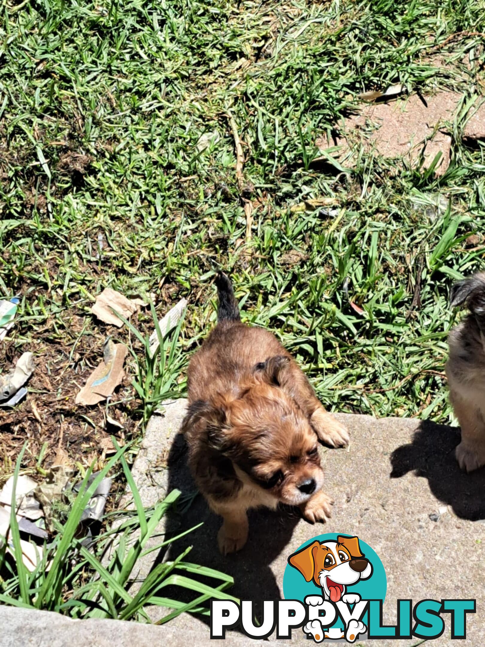 purebreed   chihuahua pups