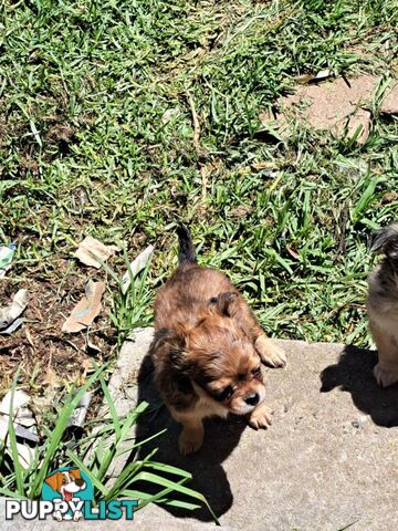 purebreed   chihuahua pups