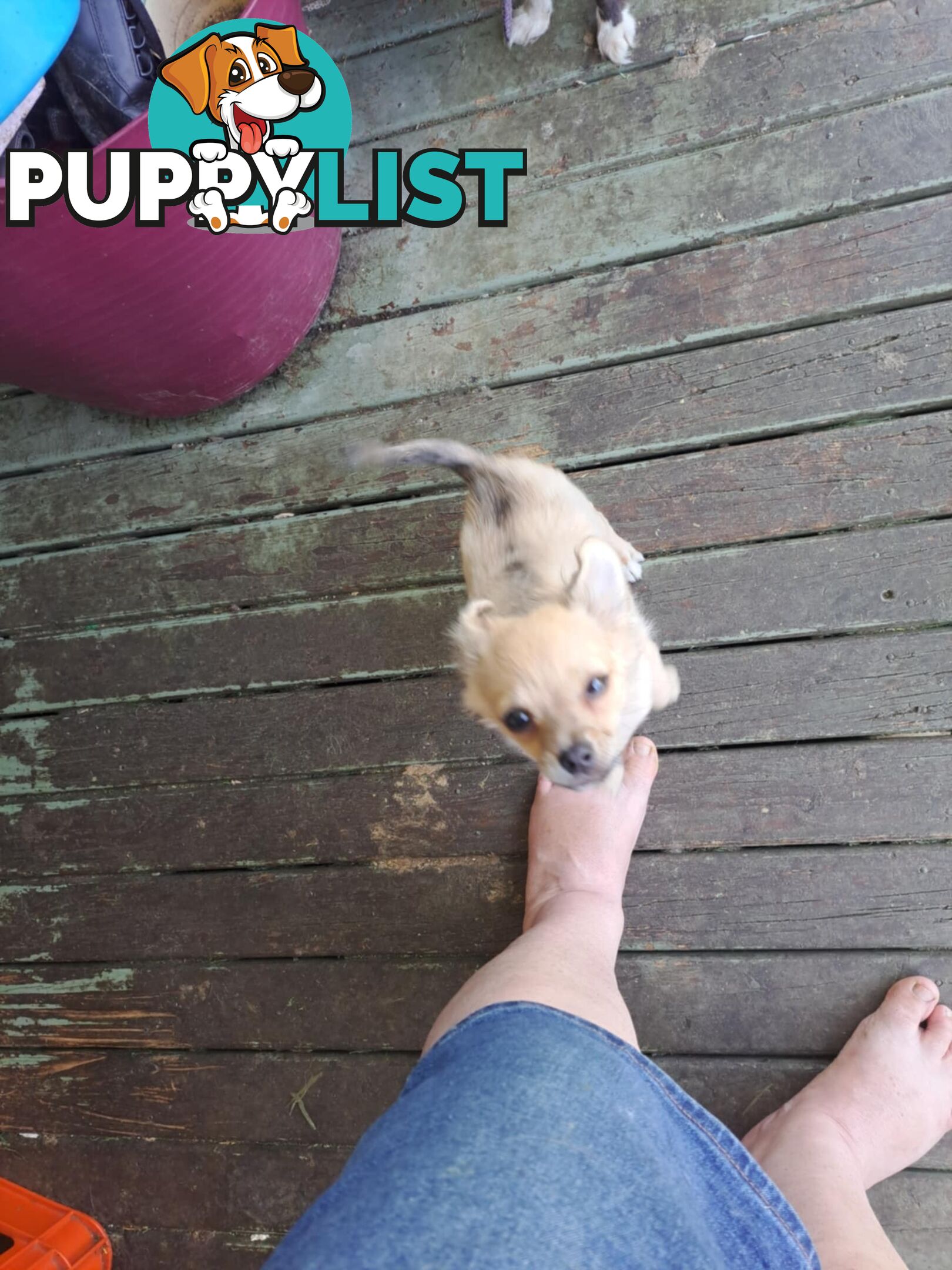 purebreed   chihuahua pups